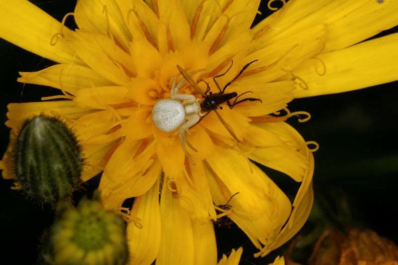 Misumena_vatia_D4940_Z_88_Les Gris_Frankrijk.jpg